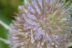 Teasel